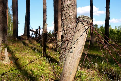 Barbed wire - Mannerheim Line