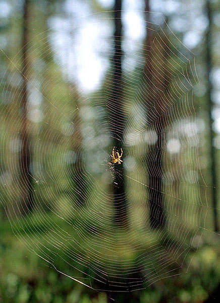More web in the forest... - Mannerheim Line