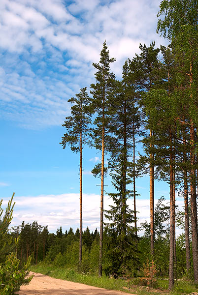 Magnificent forest - Mannerheim Line