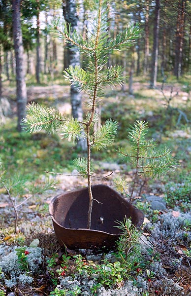 Karelian still life - Mannerheim Line