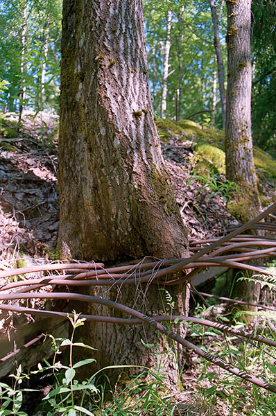 The tree - Mannerheim Line