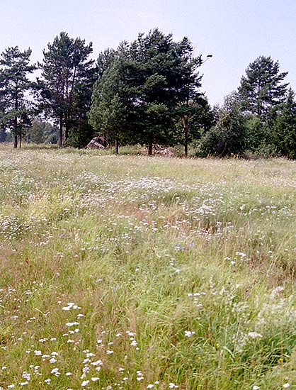 Remains of "Alkasar" - Mannerheim Line