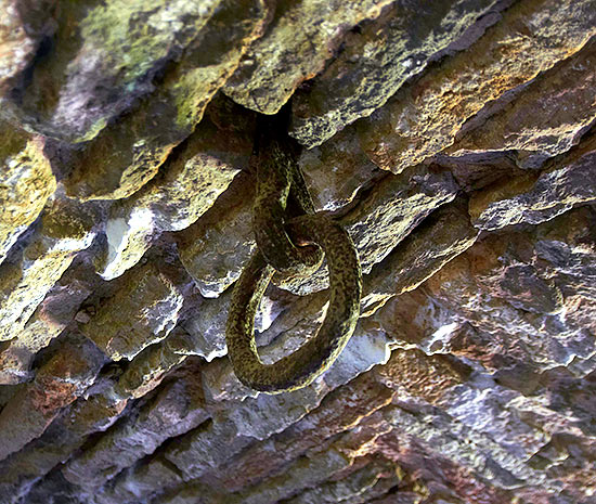 #23 - Cargo ring