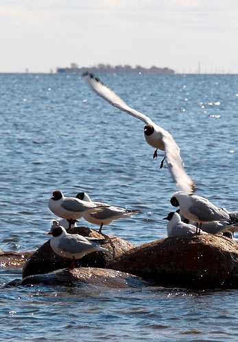 #67 - Seagulls and the fort