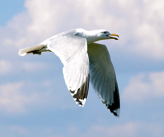 #56 - Jonathan Livingston Seagull