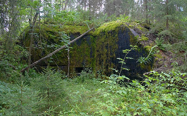 #11 - В чаще...