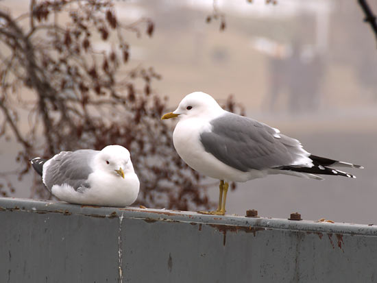 #23 - Seagulls...
