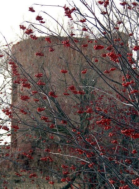 Fort still life - Southern Forts