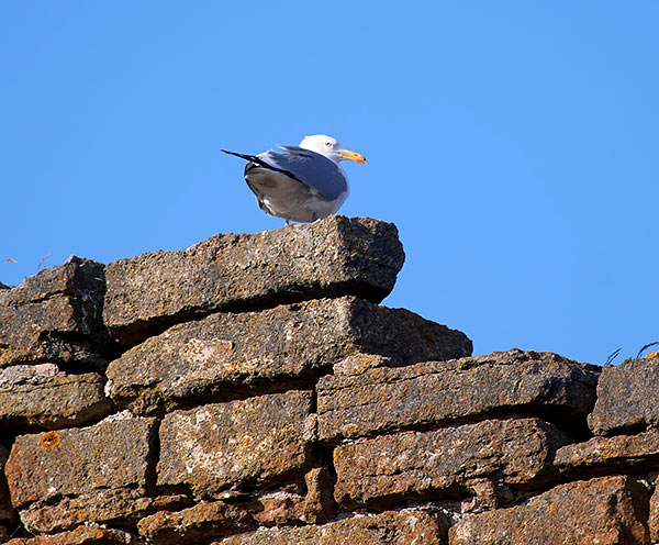 Seagull bird on the ancient stones of the fortress - Shlisselburg
