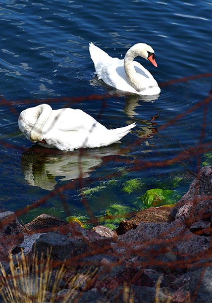 #29 - Fauna of Fort Siaro