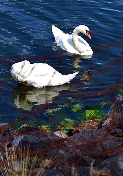 Fauna of Fort Siaro - Fort Siarö