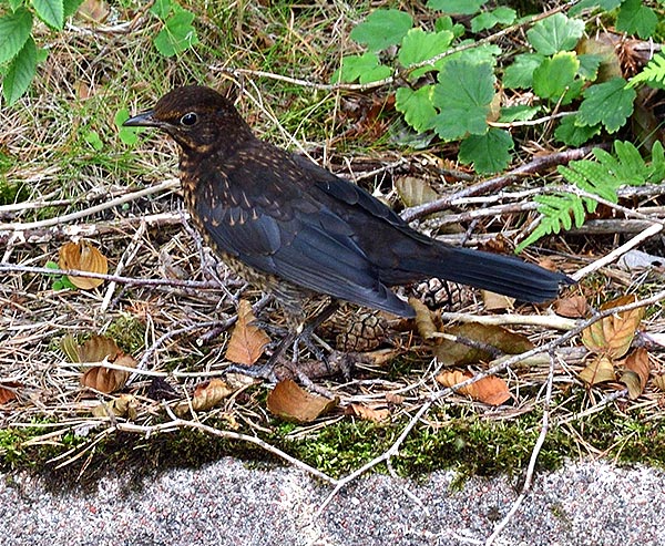 Inhabitant of Fort Siiaro - Fort Siarö