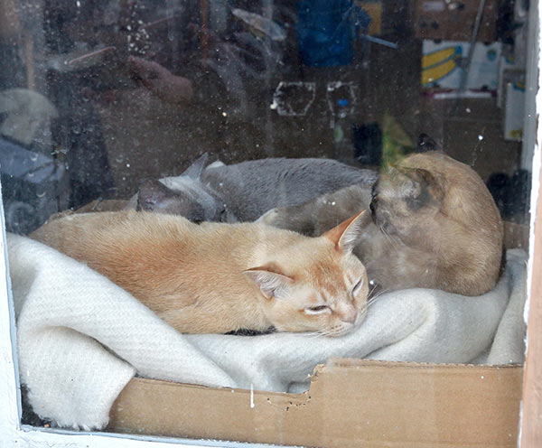 Свеаборгские коты