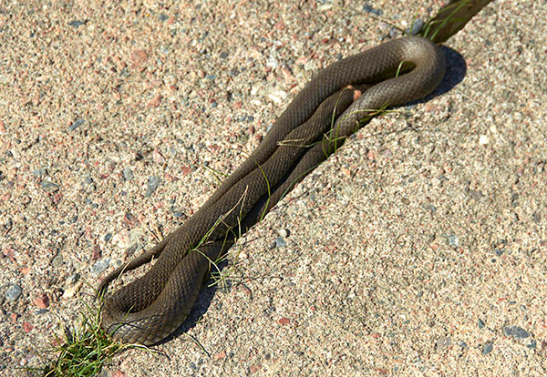 Fauna of  Vallisaari Island - Sveaborg