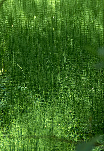 Nature - Sveaborg