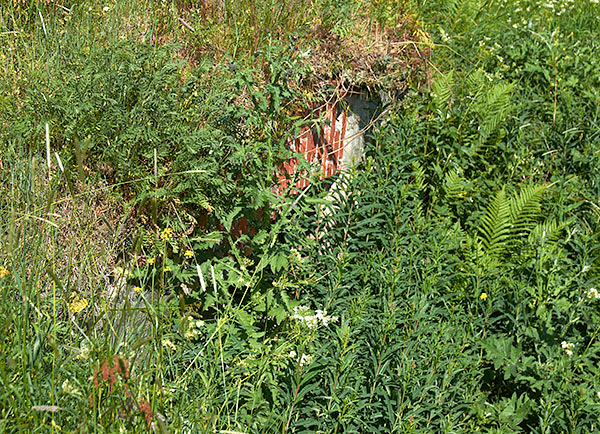#9 - Something in the grass...