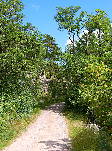 #3 - Forest Road