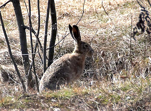 #24 - March hare