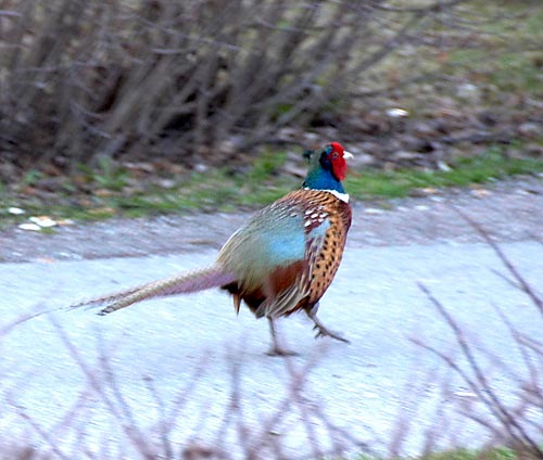 #25 - Pheasant