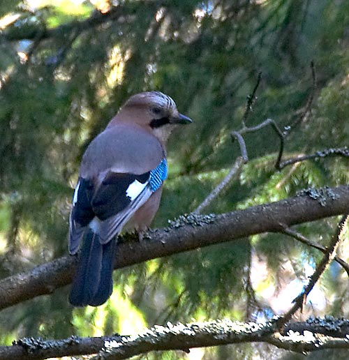 #28 - One more bird...