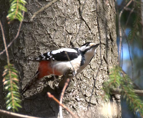 #27 - One more bird