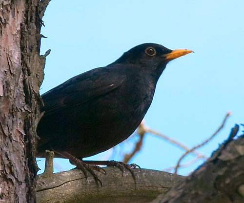 #26 - Blackbird