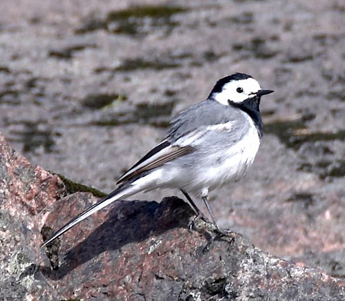 #29 - One more bird...