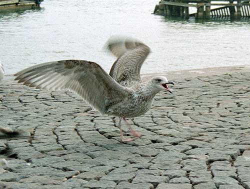 #16 - The cormorant