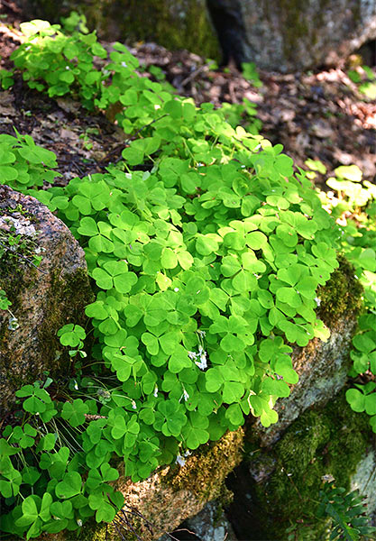 #12 - Trefoil