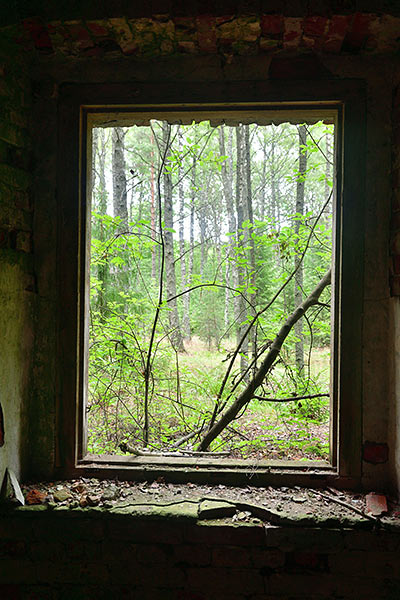 #23 - Window to the forest