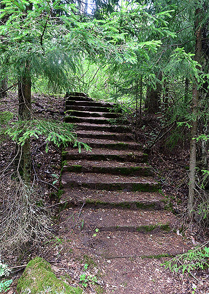 Ladder in the forest - Trangsund