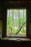 #23 - Window to the forest