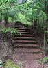 #11 - Лестница в лесу
