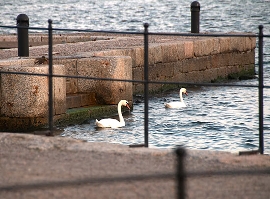 Swan Lake - Vaxholm