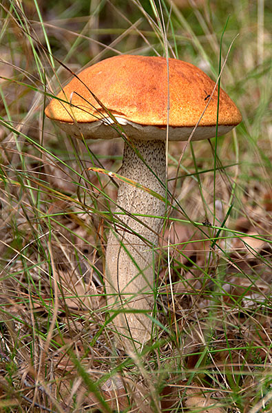 #17 - Mushrooms