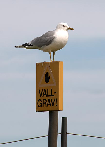 #24 - Seagull