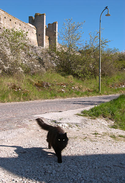 Beast of old Visby - Visby