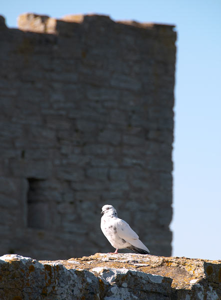#38 - Dove of peace