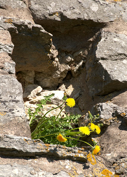 Fortress still life - Visby