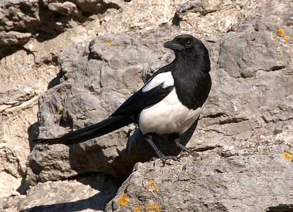 #39 - Magpie