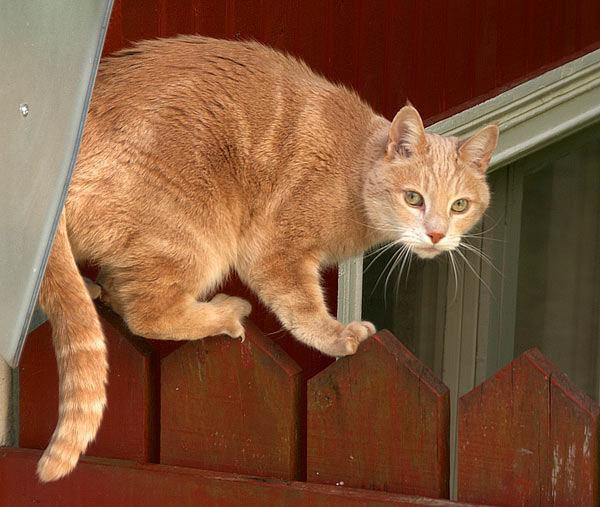 Resident of the proletarian district - Visby