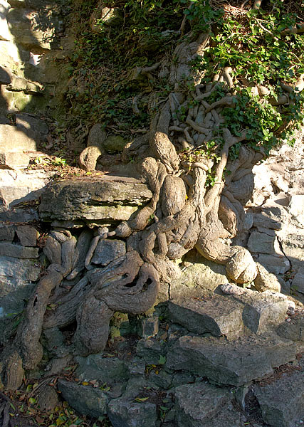 #63 - Ruins of Visby