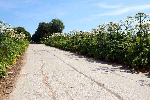 Concrete road - VT Line