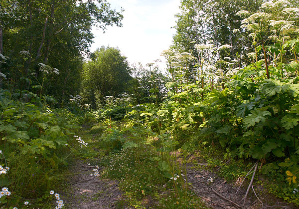 Former village street - VT Line