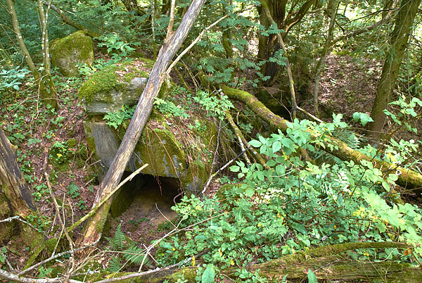 #9 - In the wilds of the forest...