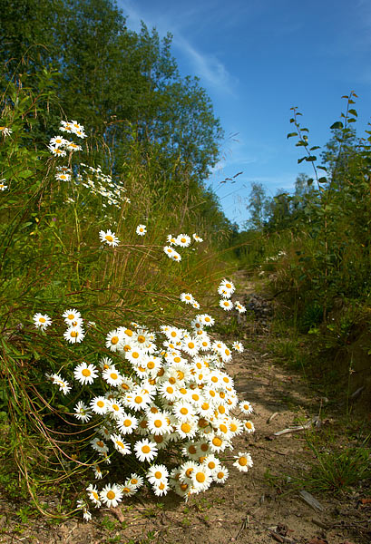#18 - Siiranmäki still life...