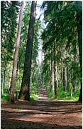 Forest in Karjala