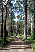 Woods of south Karelia