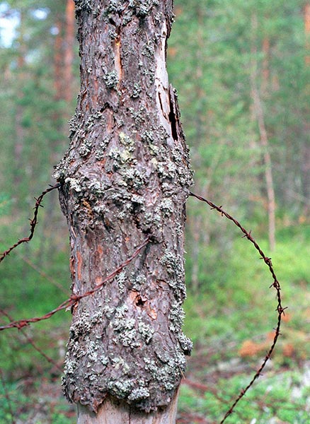 #33 - Карельский натюрморт...