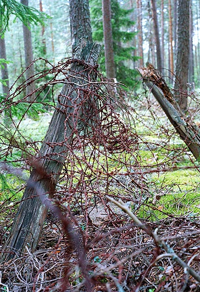 Barbed wire again... - VT Line